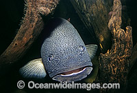 Maccullochella peelii peelii Goodoo Photo - Gary Bell