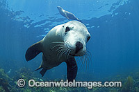Australian Sea Lion Hopkins Island Photo - Gary Bell