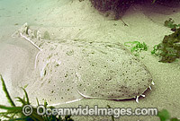 California Angel Shark Squatina californica Photo - Andy Murch