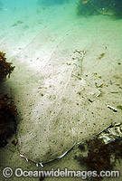 Squatina californica Pacific Angel Shark Photo - Andy Murch