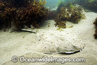 California Angel Shark Photo - Andy Murch