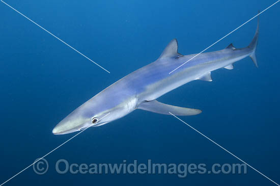 Blue Shark Prionace glauca photo