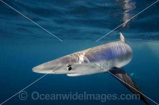 Blue Shark Prionace glauca photo