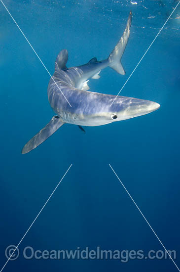 Blue Shark Prionace glauca photo Blue Shark Prionace glauca photo