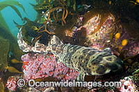 California Swell Shark Photo - Andy Murch