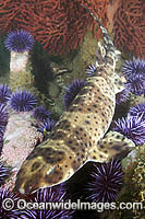 California Swell Shark Cephaloscyllium ventriosum Photo - Andy Murch