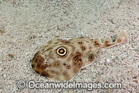 Bullseye Electric Ray Diplobatus ommata Photo - Andy Murch