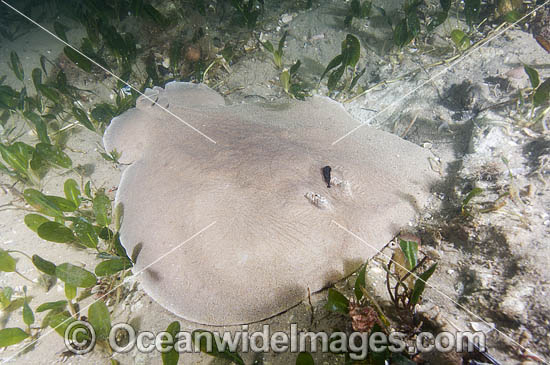 Coffin Ray Hypnos monopterygium photo Coffin Ray Hypnos monopterygium photo