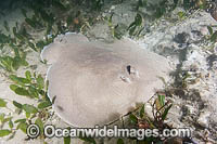 Coffin Ray Hypnos monopterygium Photo - Andy Murch