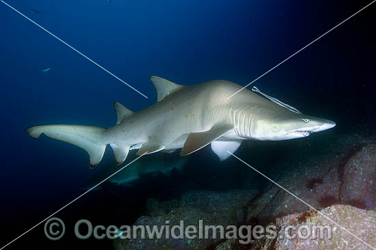Deformed Sand Tiger Shark Carcharias taurus photo Deformed Sand Tiger Shark Carcharias taurus photo
