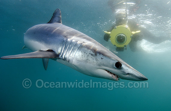 Shortfin Mako Shark photo Shortfin Mako Shark photo