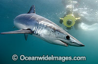 Shortfin Mako Shark Photo - Andy Murch