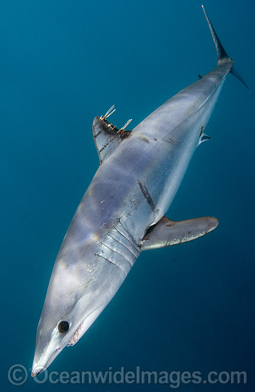Shortfin Mako Shark Isurus oxyrinchus photo Shortfin Mako Shark Isurus oxyrinchus photo