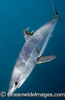Shortfin Mako Shark Isurus oxyrinchus Photo - Andy Murch