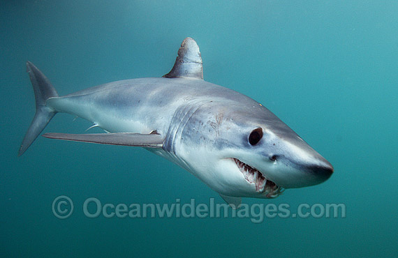 Shortfin Mako Shark photo Shortfin Mako Shark photo