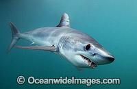 Shortfin Mako Shark Photo - Andy Murch