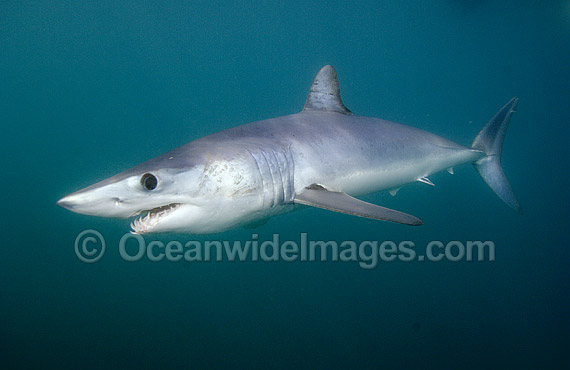 Shortfin Mako Shark photo Shortfin Mako Shark photo