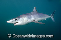 Shortfin Mako Shark Photo - Andy Murch