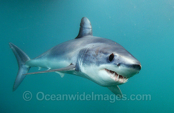Shortfin Mako Blue Pointer photo Shortfin Mako Blue Pointer photo