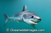 Shortfin Mako Blue Pointer Photo - Andy Murch