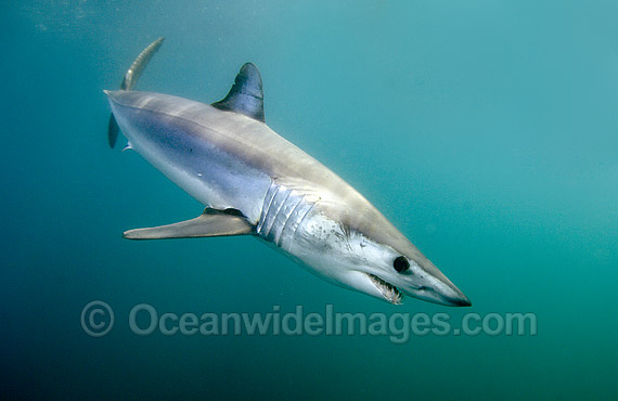 Shortfin Mako Mackeral Shark photo Shortfin Mako Mackeral Shark photo