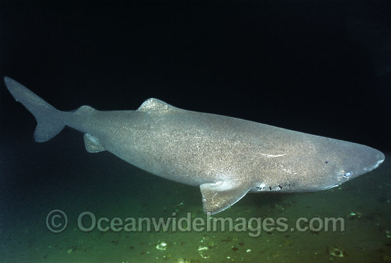 Greenland Shark Somniosus microcephalus photo Greenland Shark Somniosus microcephalus photo