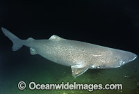 Greenland Shark Somniosus microcephalus Photo - Andy Murch