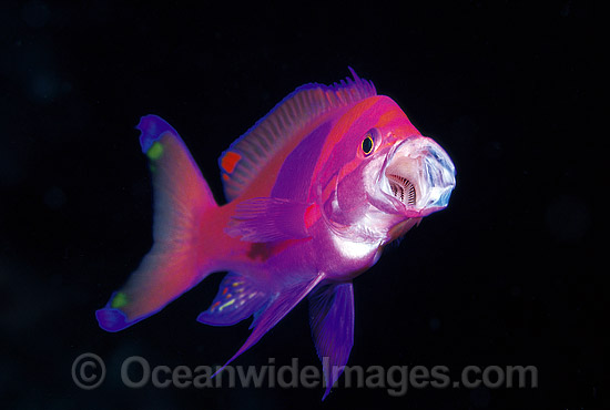 Square-spot Basslet feeding on plankton photo Square-spot Basslet feeding on plankton photo