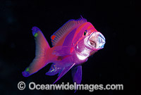 Square-spot Basslet feeding on plankton Photo - Gary Bell