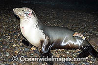 California Sea Lion wounds shark attack Photo - Andy Murch