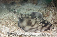 Banded Guitarfish Zapteryx exasperata Photo - Andy Murch
