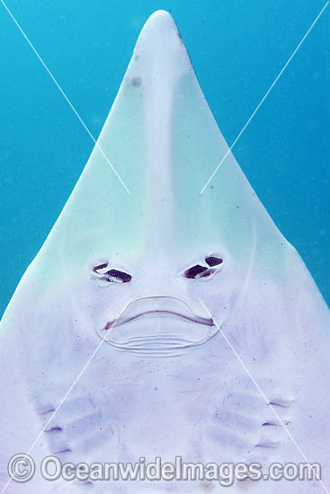 Eastern Shovelnose Ray Aptychotrema rostrata photo Eastern Shovelnose Ray Aptychotrema rostrata photo