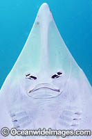 Eastern Shovelnose Ray Aptychotrema rostrata Photo - Andy Murch