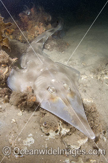 Eastern Shovelnose Ray Aptychotrema rostrata photo Eastern Shovelnose Ray Aptychotrema rostrata photo