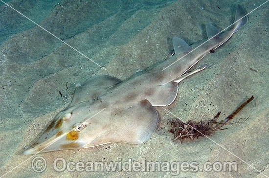 Eastern Shovelnose Ray Aptychotrema rostrata photo