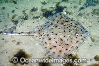 Little Skate Leucoraja erinacea Photo - Andy Murch