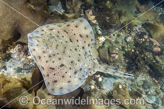 Little Skate Leucoraja erinacea photo Little Skate Leucoraja erinacea photo