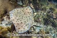Little Skate Leucoraja erinacea Photo - Andy Murch