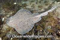 Little Skate Leucoraja erinacea Photo - Andy Murch