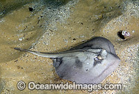 Banded Stingaree Urolophus cruciatu Photo - Andy Murch