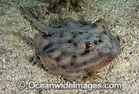 Cortez Round Stingray Urobatis maculatus Photo - Andy Murch