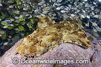 Banded Wobbegong Shark Orectolobus halei Photo - Andy Murch