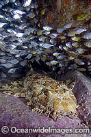 Banded Wobbegong Shark Photo - Andy Murch