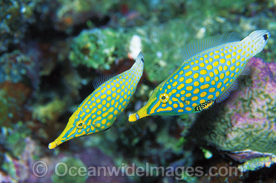 Long-nose Filefish photo Long-nose Filefish photo