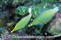 Long-nose Filefish Photo - Gary Bell