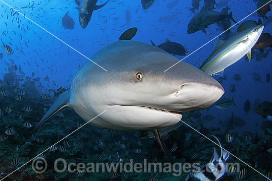 Bull Shark Carcharhinus leucas photo Bull Shark Carcharhinus leucas photo