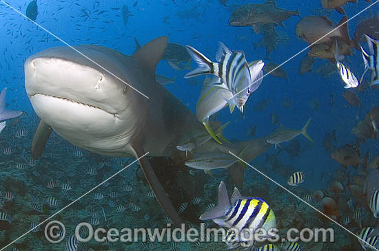 Bull Shark Carcharhinus leucas photo Bull Shark Carcharhinus leucas photo