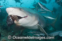 Bull Shark feeding Photo - Michael Patrick O'Neill