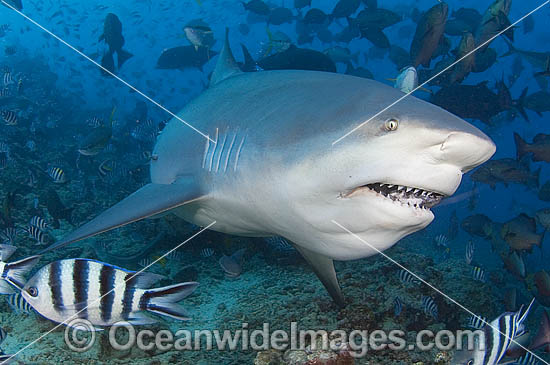 Bull Shark Carcharhinus leucas photo Bull Shark Carcharhinus leucas photo