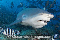 Bull Shark Carcharhinus leucas Photo - Michael Patrick O'Neill